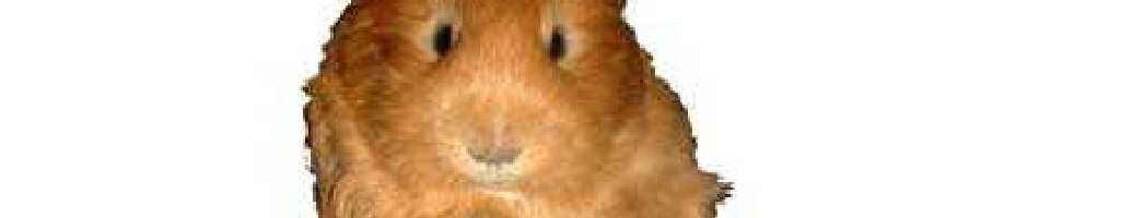 The Guinea Pig Way flash